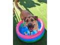 choose-dog-boarding-los-angeles-for-your-pets-staycation-small-0