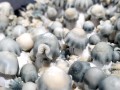 mushroom-spores-for-sale-a-gateway-to-a-mystifying-ecosystem-small-0