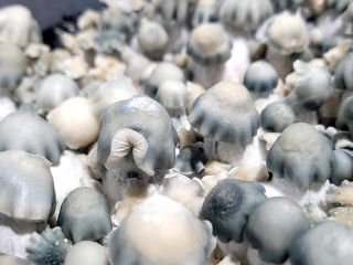 Mushroom Spores For Sale: A Gateway To A Mystifying Ecosystem